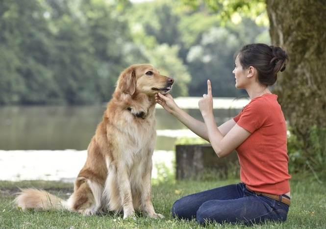 dog obedience training corpus christi lake picture