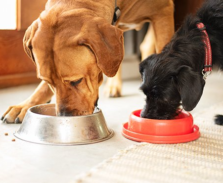 dog obedience training