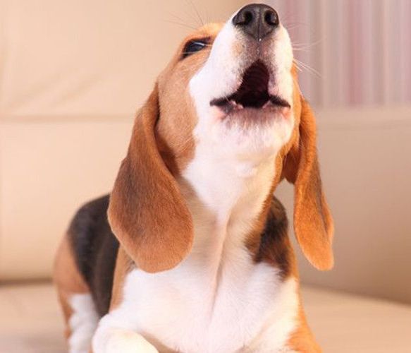 corpus christi dog training body language
