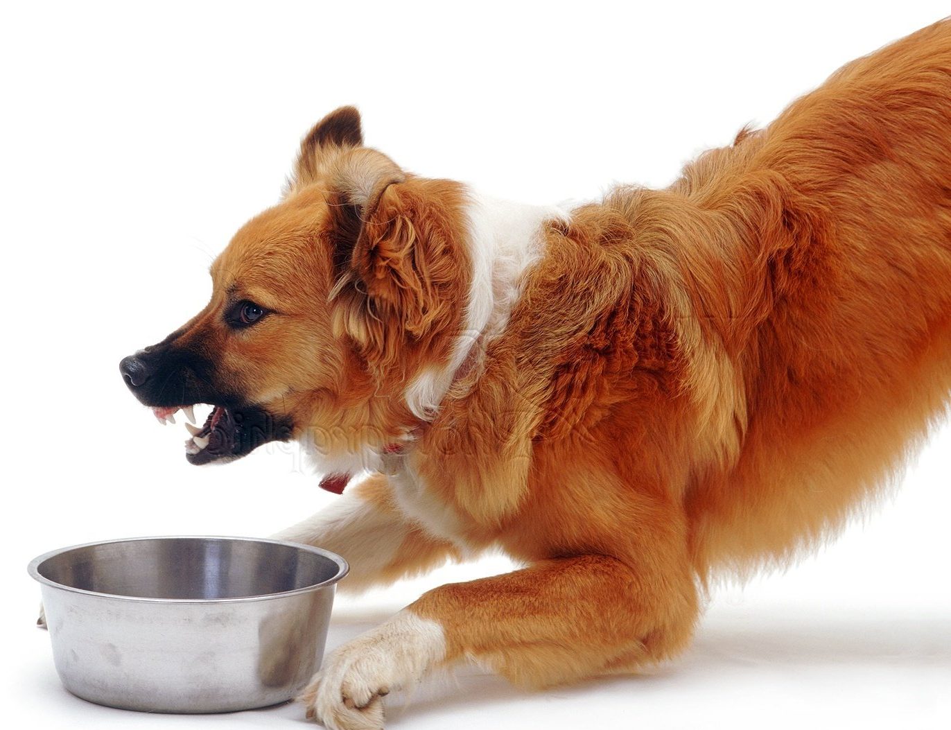 dog trainer food aggression assistance