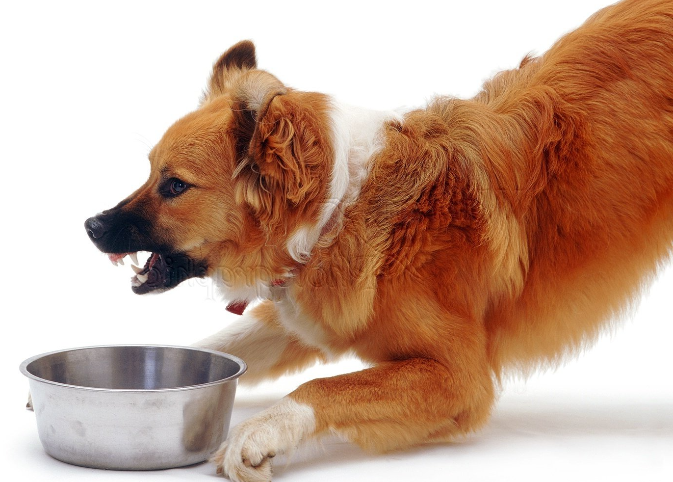 dog trainer food aggression assistance