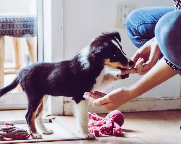 dog trainer for early training