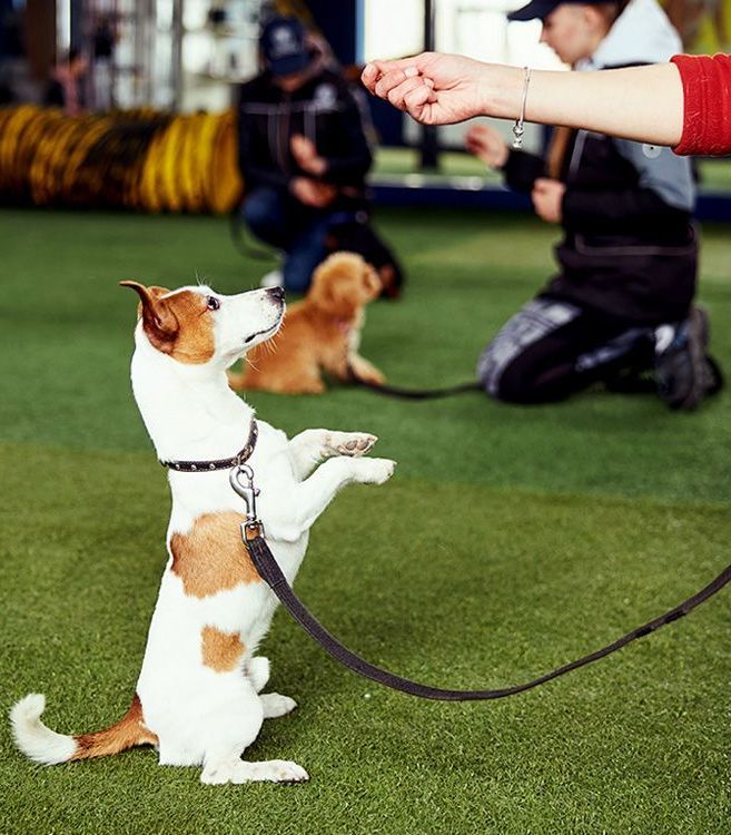 dog trainer for obedience