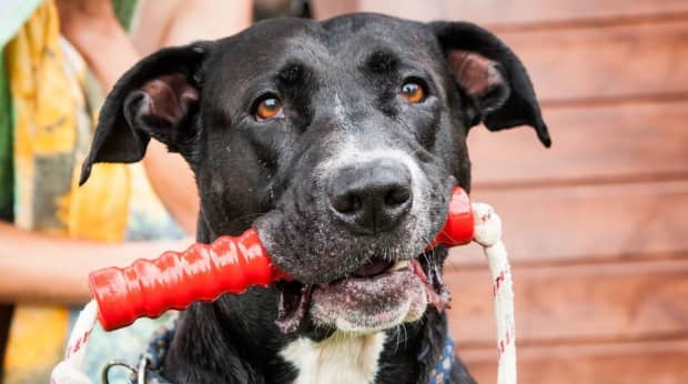 dog training corpus christi