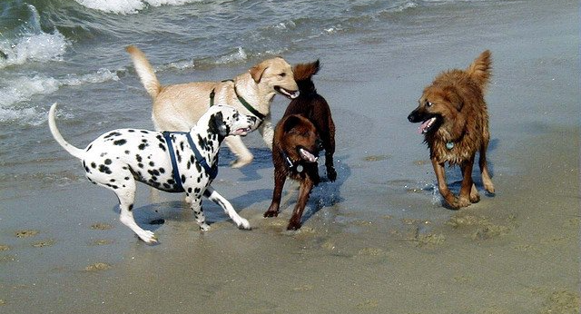 dog training corpus christi basics- socialization
