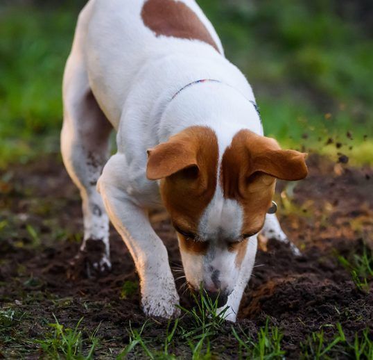 dog training corpus christi digging