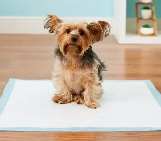 dog training corpus christi potty training