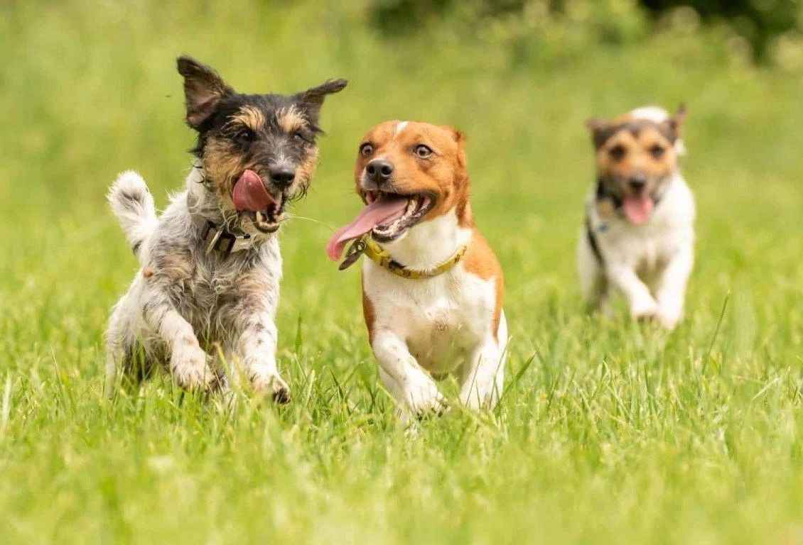 dog training corpus christi socialization training