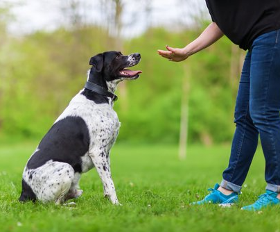 dog training corpus christi tx important commands