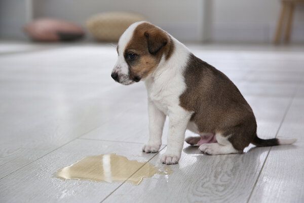 early dog potty training