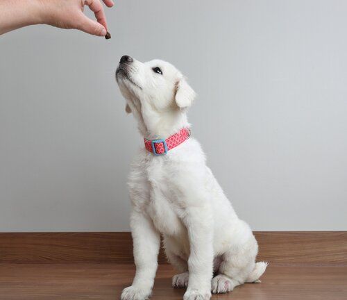 basic command early dog training corpus christi