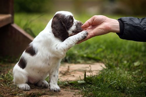 early puppy obedience training