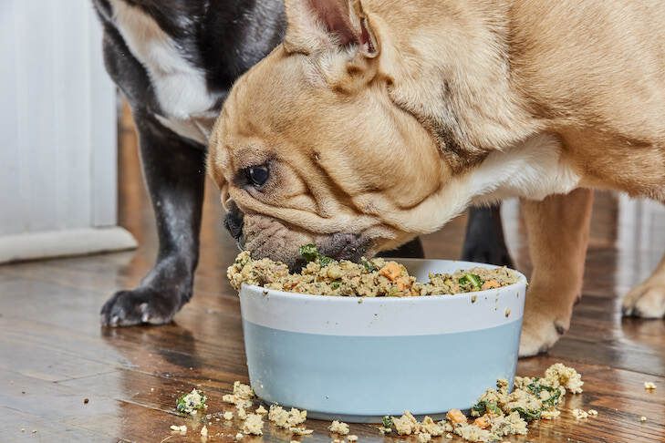 food aggression positive dog training