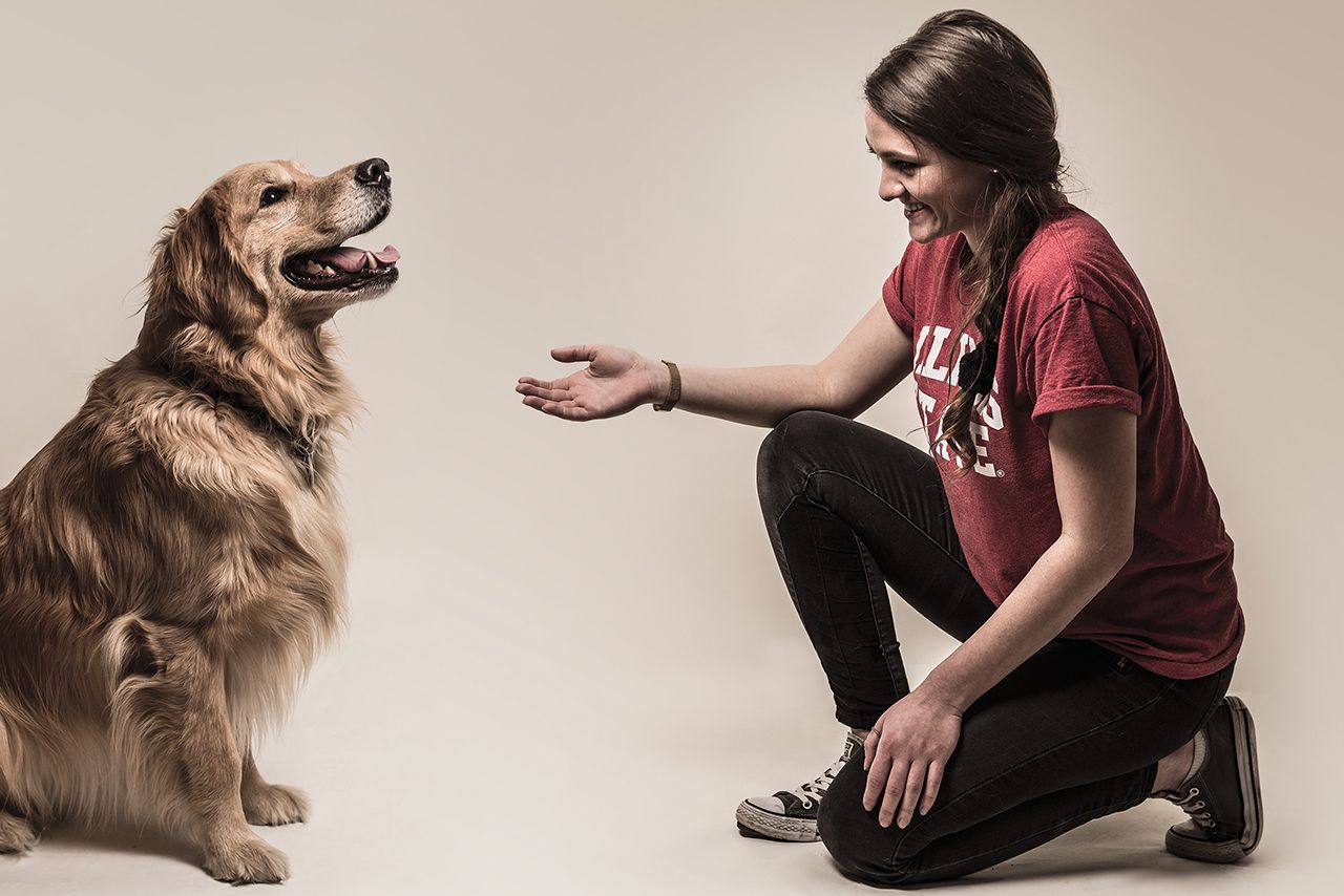foster dog obedience training
