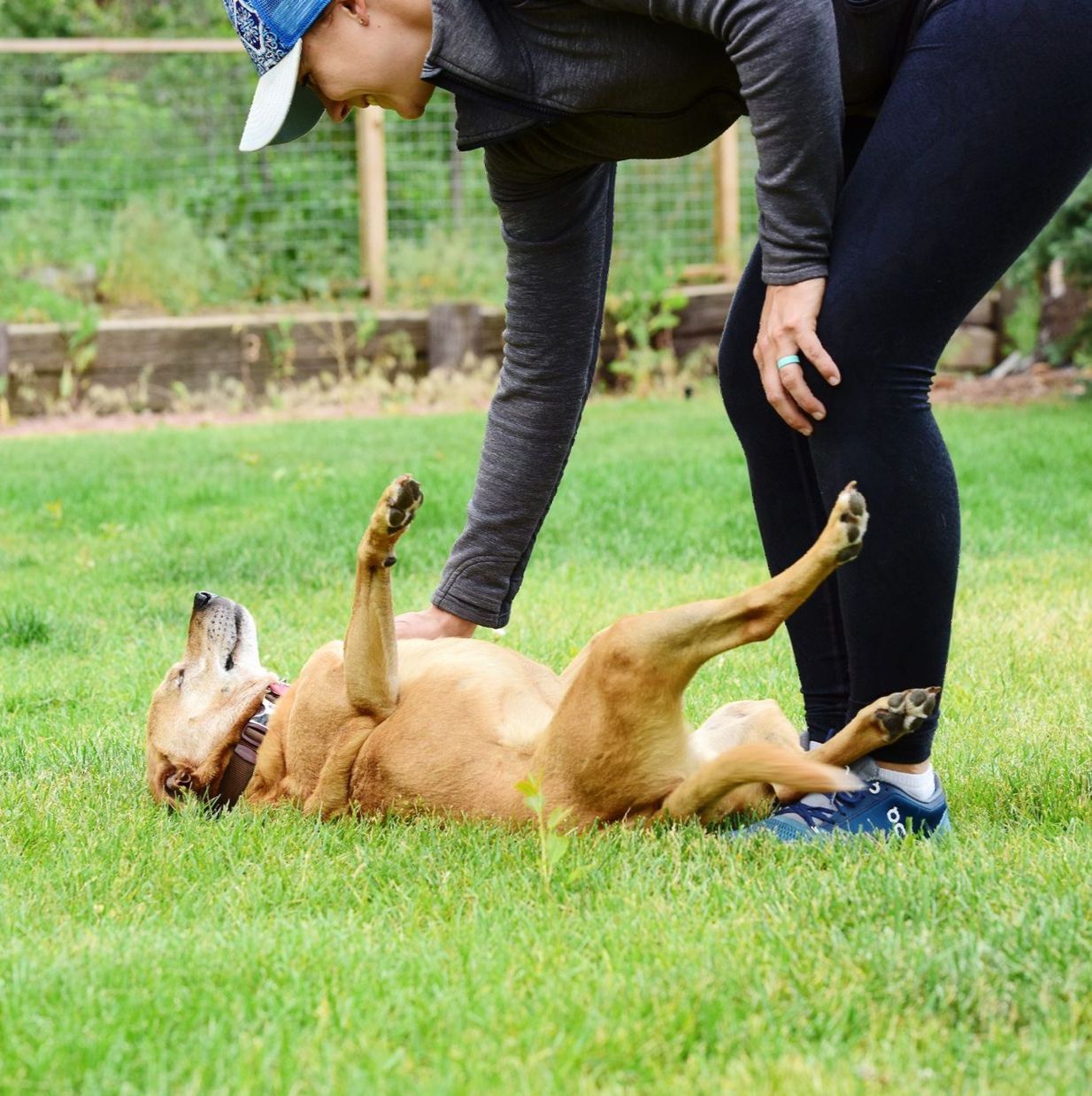 foster dog training corpus christi