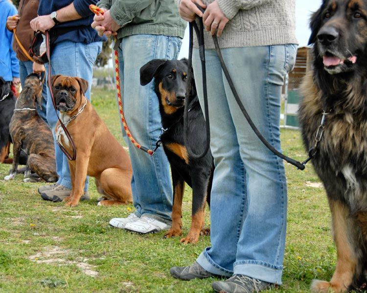 group dog obedience training