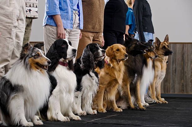 group dog training corpus christi