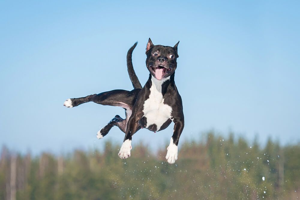 high energy corpus christi dog training