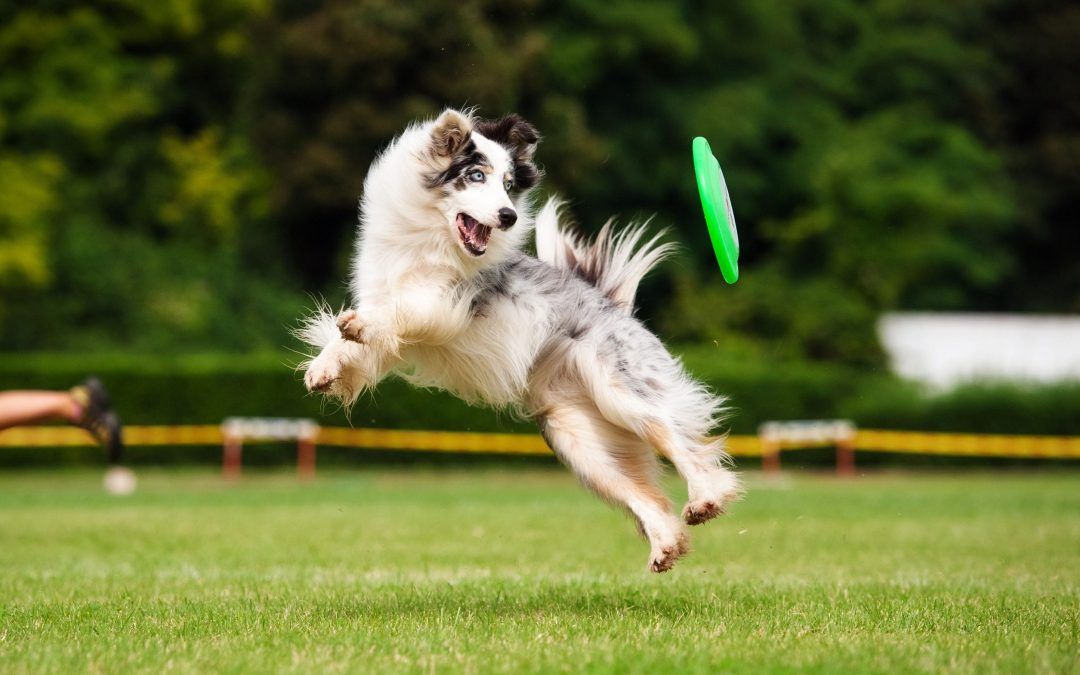 high energy behaviorist training