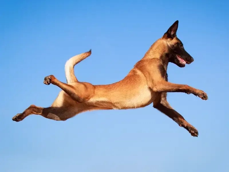high energy dog training corpus christi