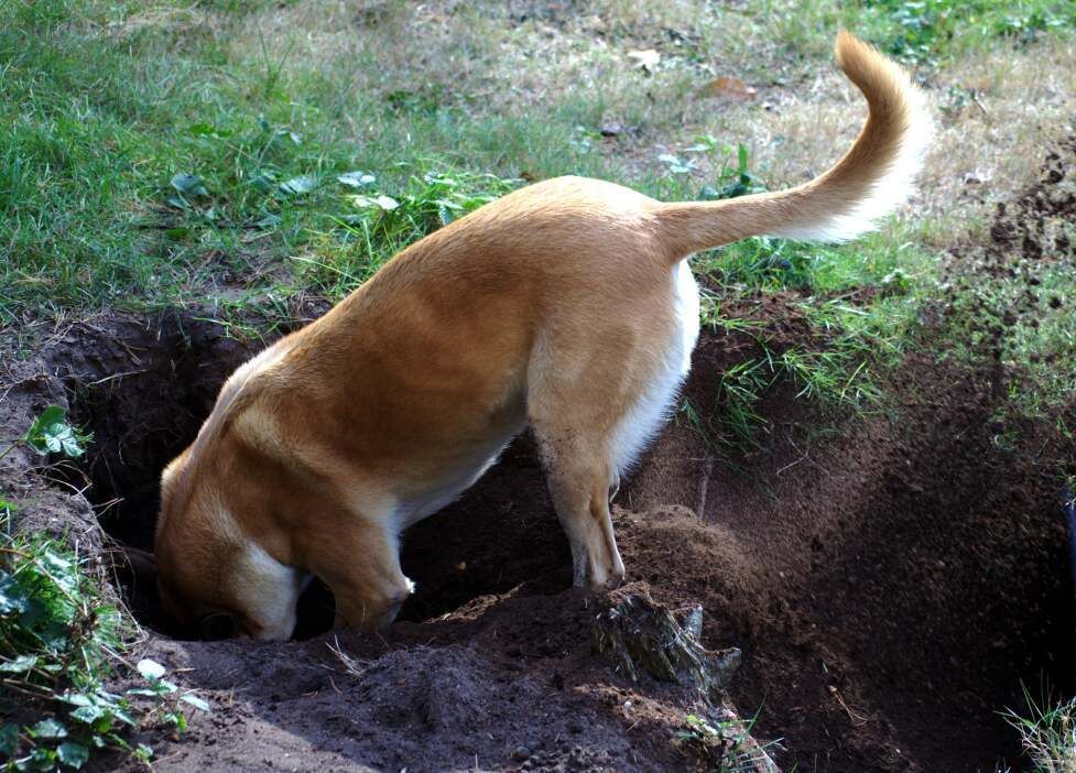 hole-digging corpus christi dog training