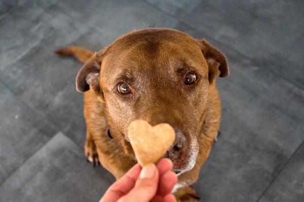 incentive dog training corpus christi