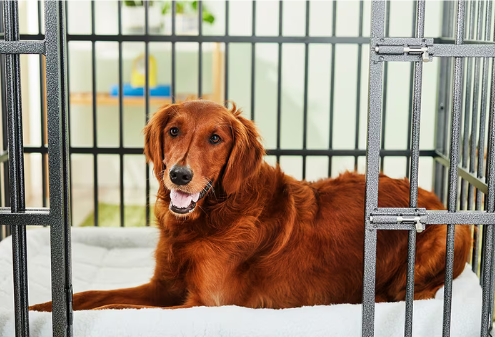 kennel dog training corpus christi pros