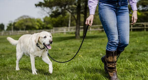 lead dog training corpus christi cons