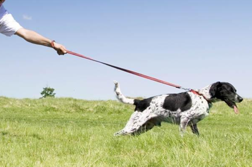 lead dog training corpus christi pros