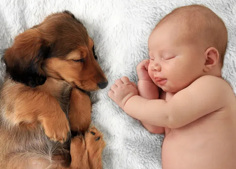 obedience dog training for new baby