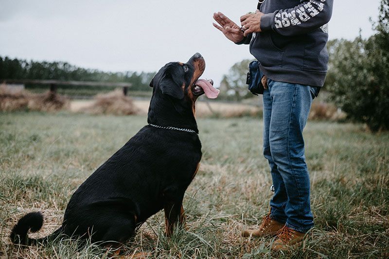 obedience training early