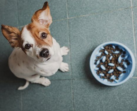 obedience dog training near me