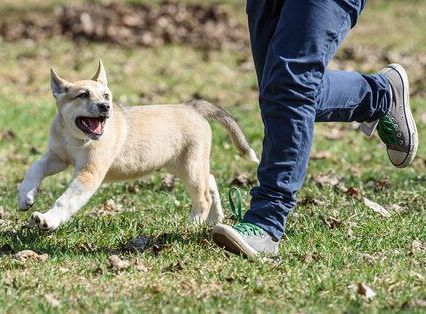 off leash dog obedience training