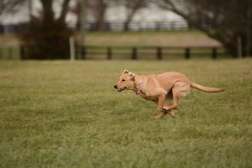 perfect recall dog training corpus christi
