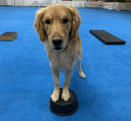 pivot dog trainer