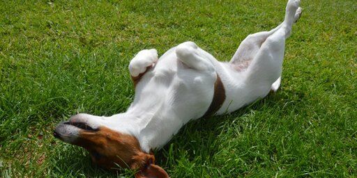 play dead dog obedience training
