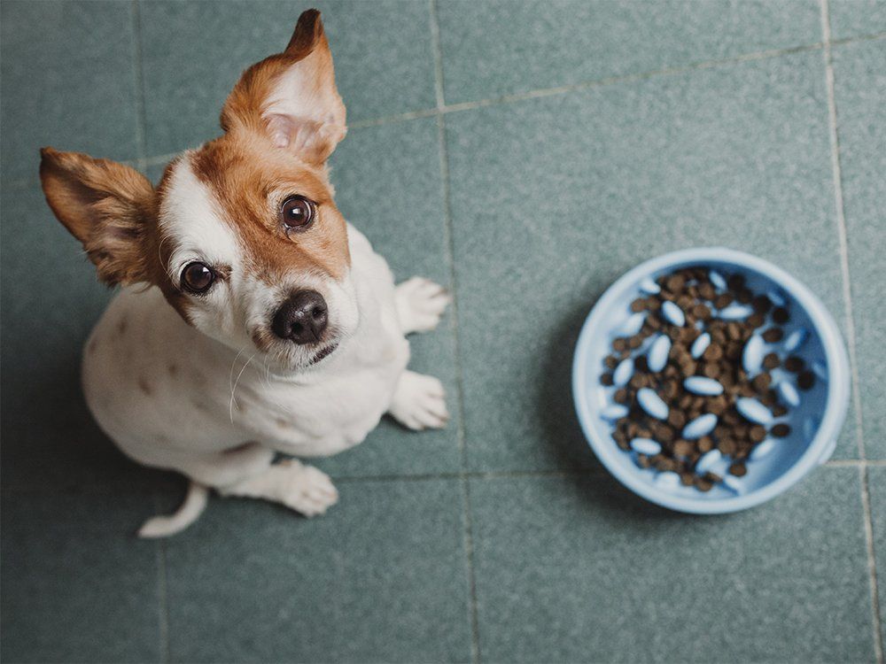 postive dog training food aggression