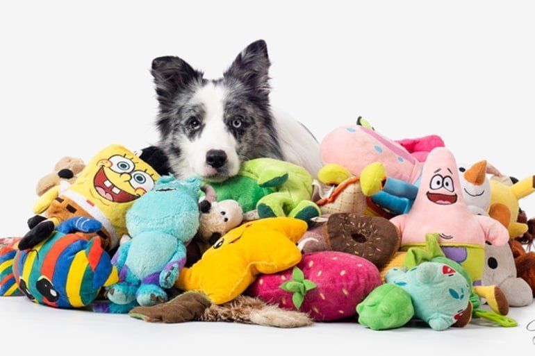 positive dog training retrieve toys