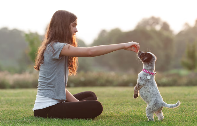 positive dog training vs traditional