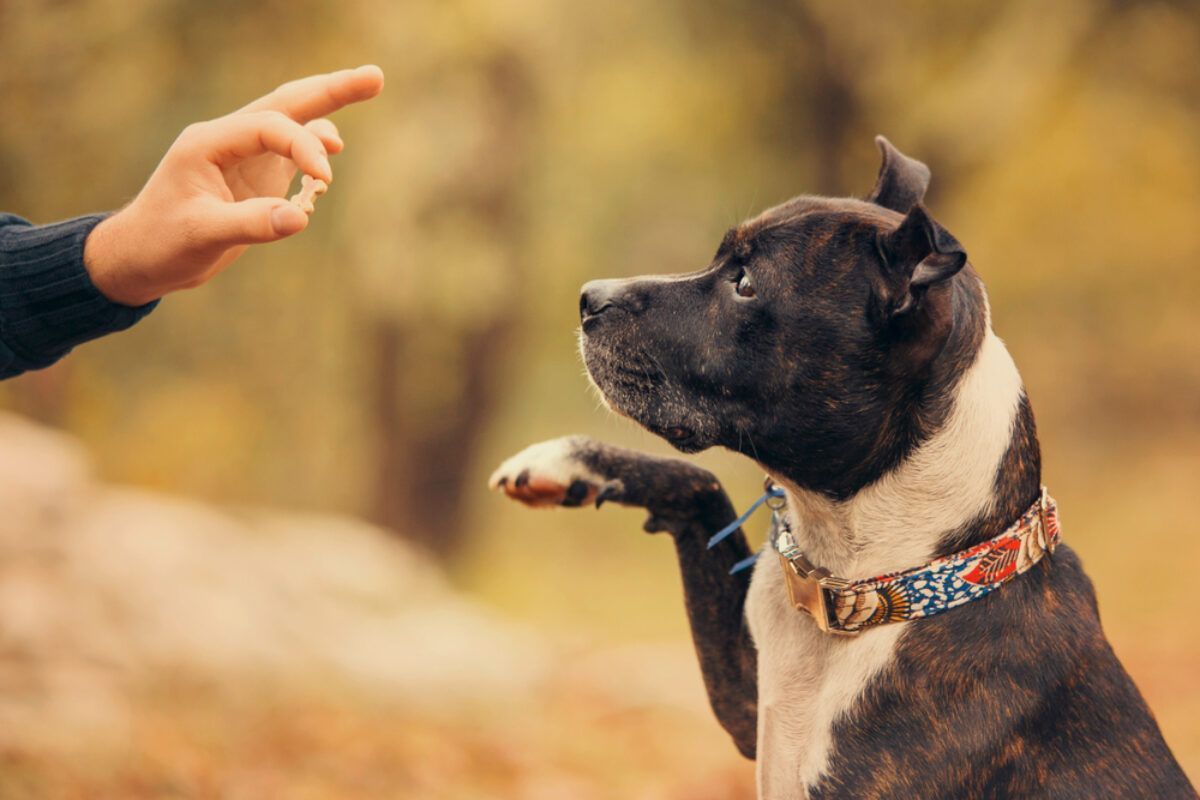 positive reinforcement corpus christi dog training