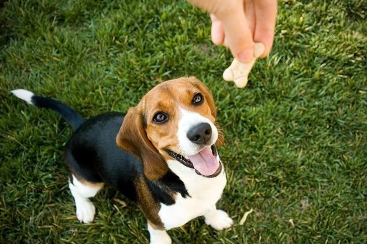 potty puppy training