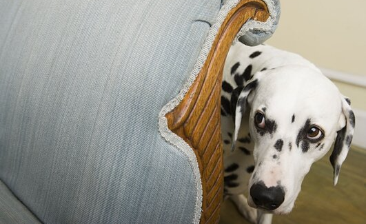 positive dog training corpus christi