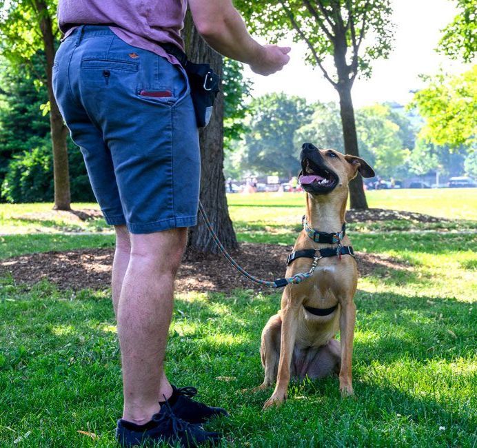 puppy potty training corpus christi