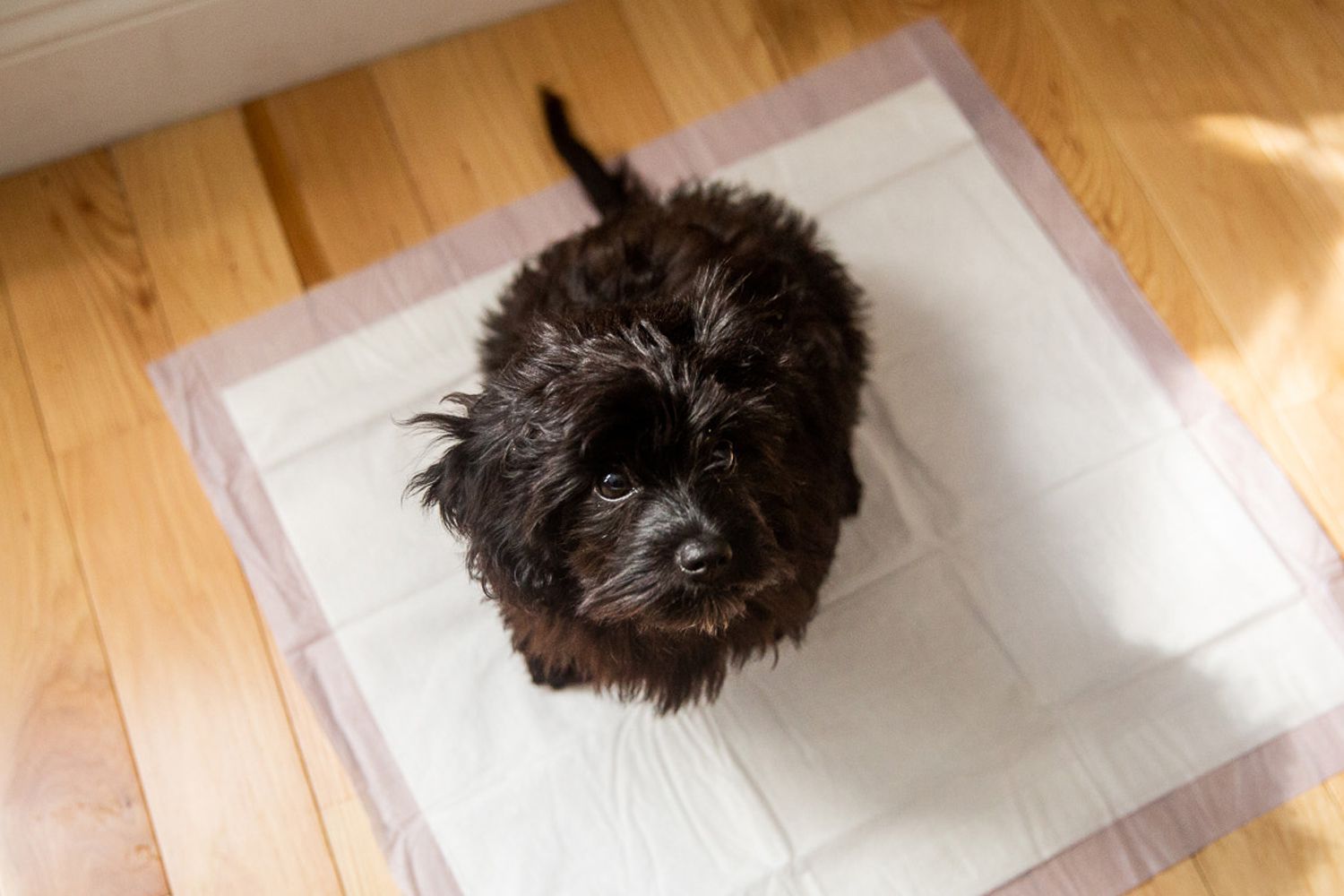 potty puppy training