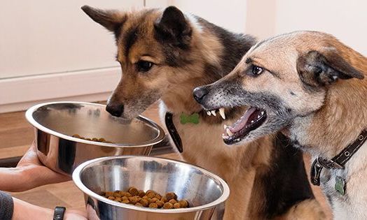 preventing food aggression puppy training