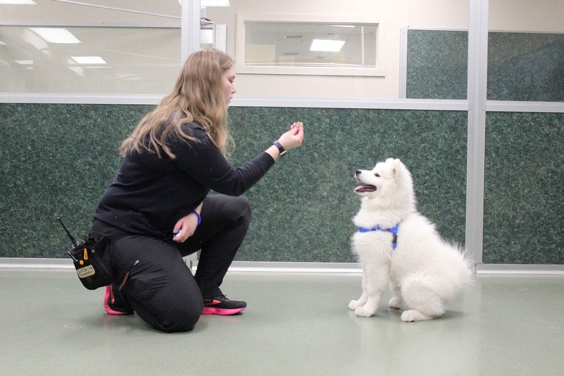 private corpus christi dog training