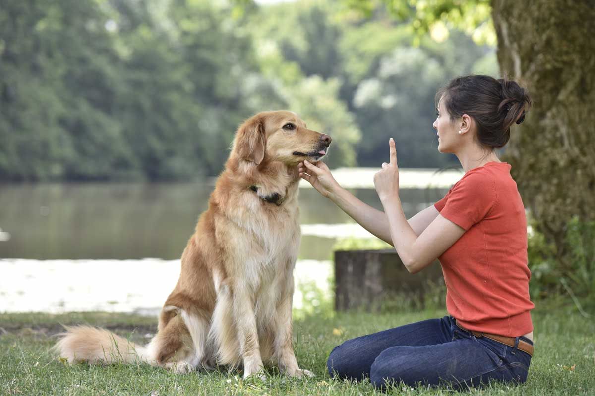 private dog training corpus christi