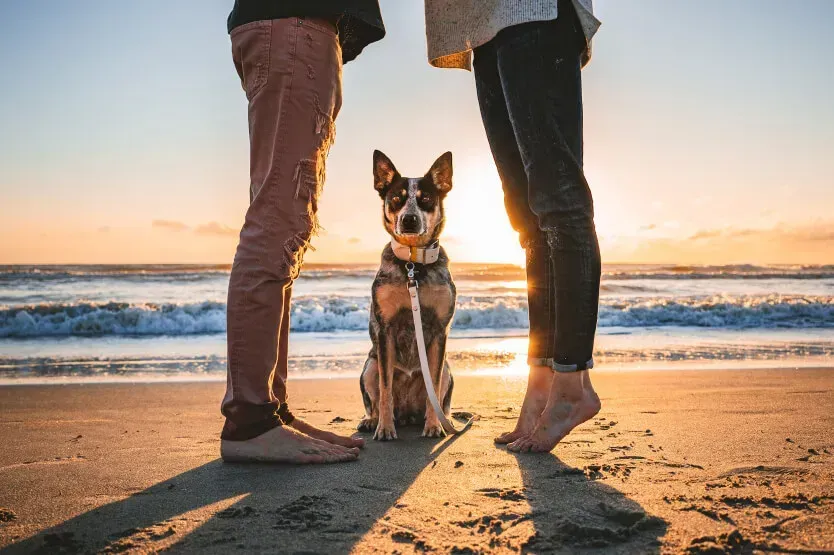 professional dog trainer relationship