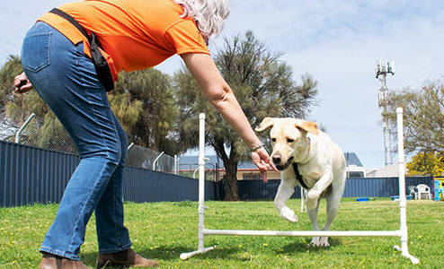 proper goals with dog training corpus christi