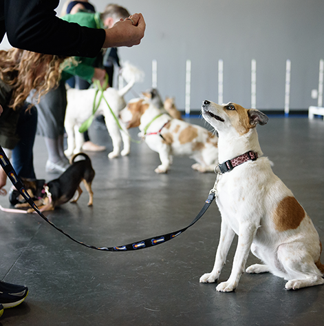 puppy obedience training early